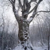 DSC_0040-01.jpg