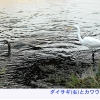 ダイサギとカワウ.JPG